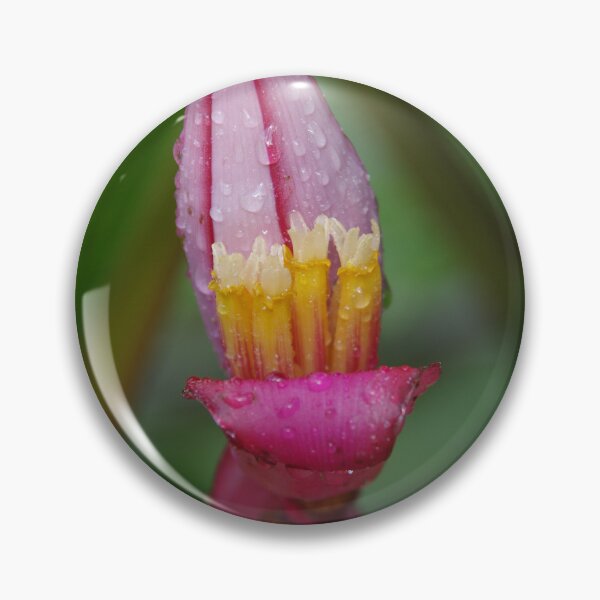 Item preview, Pink Velvet Banana in Tabanan, Bali, Indonesia designed and sold by The Botanical Jason.