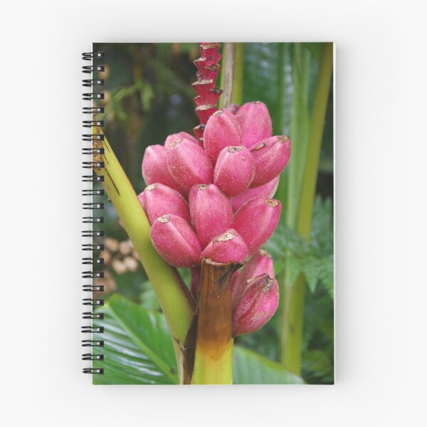 Artikelvorschau, Pink Velvet Banana in Tabanan, Bali, Indonesien entworfen und verkauft von The Botanical Jason.
