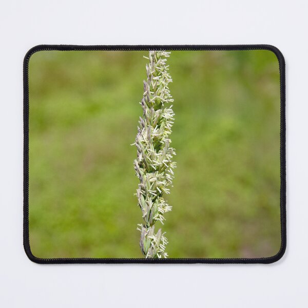 Item preview, Great Basin Wild Rye Growing in Eastern Washington State designed and sold by The Botanical Jason.