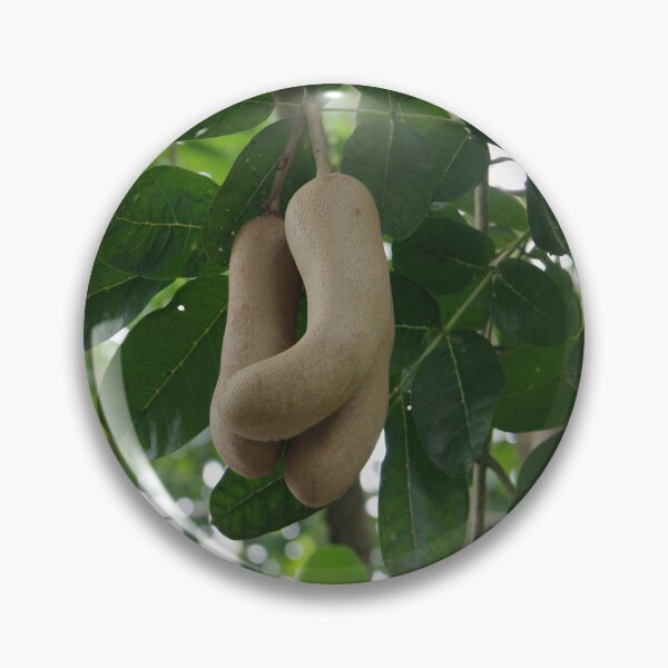 Item preview, Sausage Tree Fruits in Taman Mumbul Sangeh Ubud, Bali, Indonesia designed and sold by The Botanical Jason.