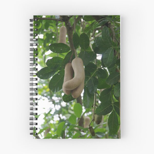 Item preview, Sausage Tree Fruits in Taman Mumbul Sangeh Ubud, Bali, Indonesia designed and sold by The Botanical Jason.