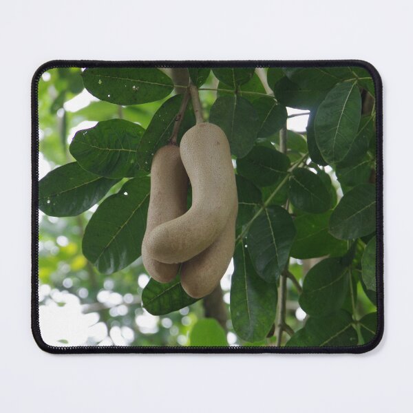 Item preview, Sausage Tree Fruits in Taman Mumbul Sangeh Ubud, Bali, Indonesia designed and sold by The Botanical Jason.