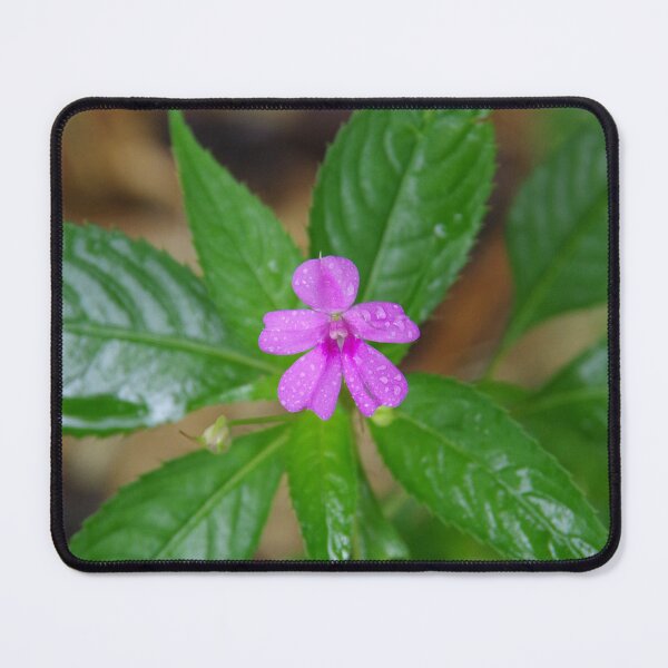 Item preview, Perennial Impatiens Flower at the Bali Botanical Gardens, Indonesia designed and sold by The Botanical Jason.