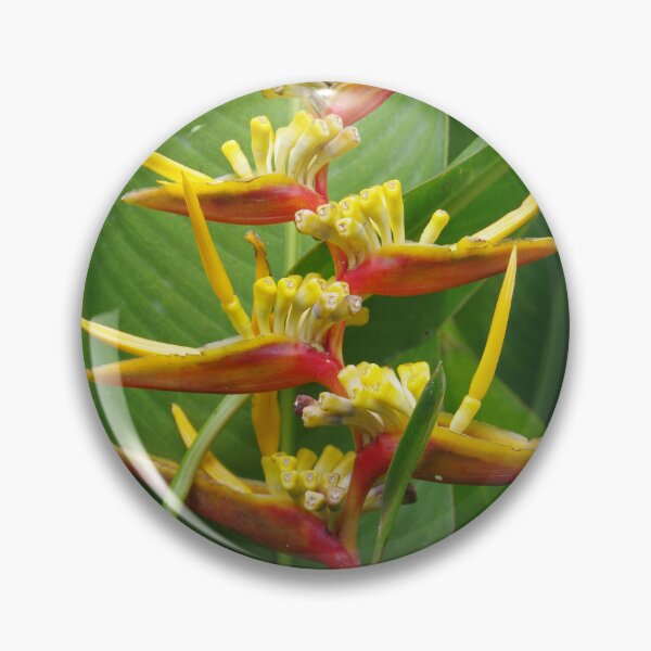 Item preview, Flor de pico de loro en Ubud, Bali, Indonesia designed and sold by The Botanical Jason.