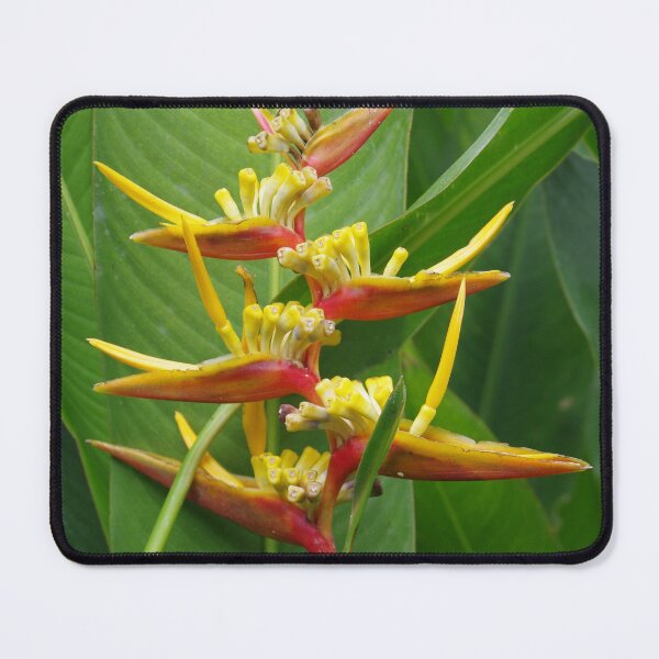 Item preview, Parrot's Beak Flower in Ubud, Bali, Indonesia designed and sold by The Botanical Jason.