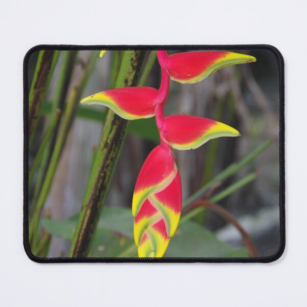 Item preview, Hanging Lobster Claw Flower at Tumalog Falls Cebu, Philippines designed and sold by The Botanical Jason.