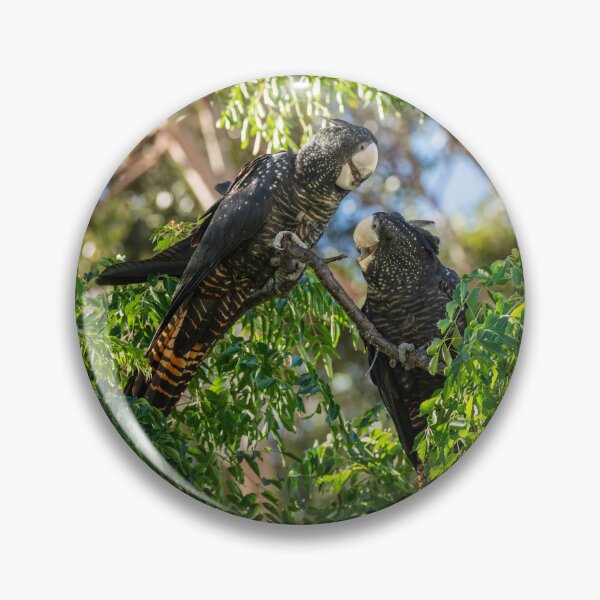 Item preview, Female and immature Red-tailed Black-cockatoo designed and sold by Images by Chris de Blank.