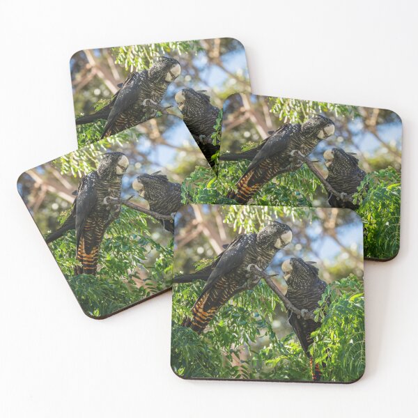 Item preview, Female and immature Red-tailed Black-cockatoo designed and sold by Images by Chris de Blank.