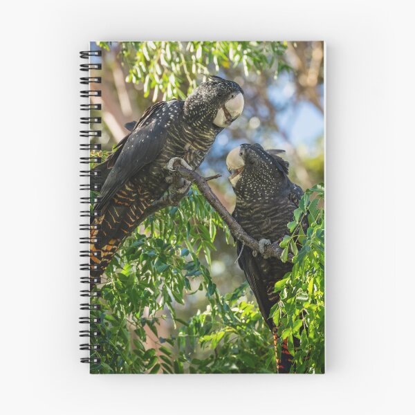 Item preview, Female and immature Red-tailed Black-cockatoo designed and sold by Images by Chris de Blank.