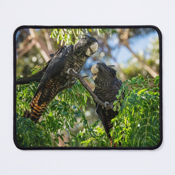 Item preview, Female and immature Red-tailed Black-cockatoo designed and sold by Images by Chris de Blank.