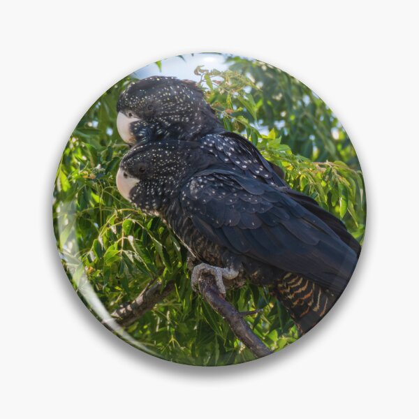 Item preview, Male and Female Red-tailed Black-cockatoo #2 designed and sold by Images by Chris de Blank.