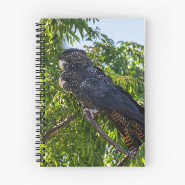 Item preview, Male and Female Red-tailed Black-cockatoo #2 designed and sold by Images by Chris de Blank.