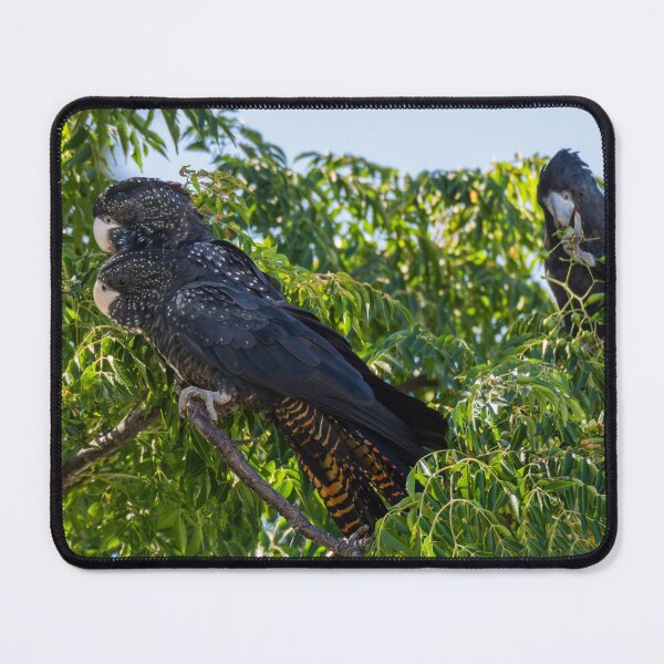 Item preview, Male and Female Red-tailed Black-cockatoo #2 designed and sold by Images by Chris de Blank.