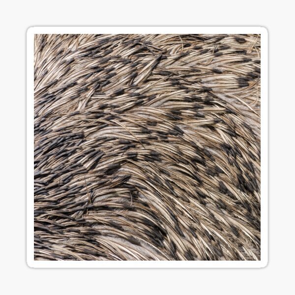 Australian Emu feather|Bird Feathers|Australian Bird Sticker
