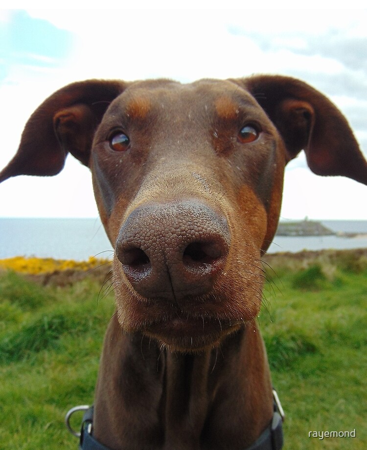 red doberman