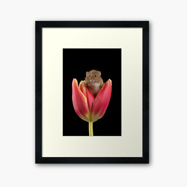 Item preview, Harvest Mouse In Tulip designed and sold by Miles Herbert.