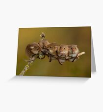 Harvest Mice On A Twig Greeting Card
