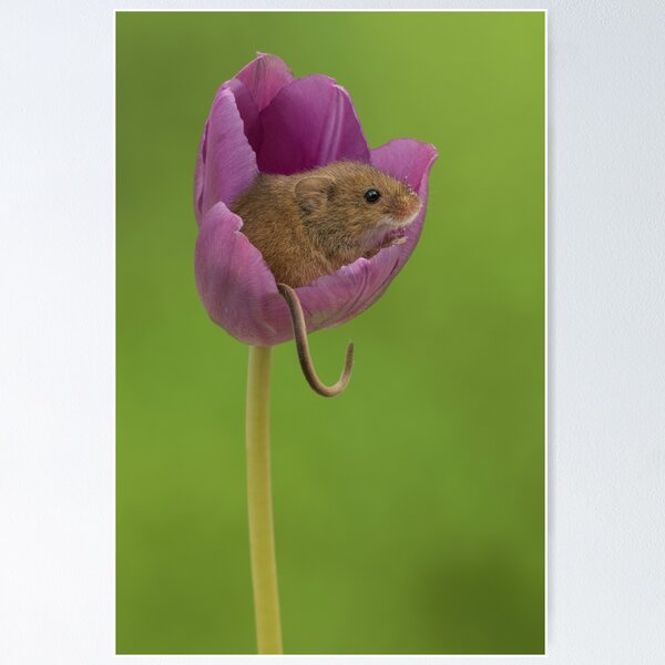 Artikelvorschau, Ernte Maus in einer Tulpe Blume entworfen und verkauft von Miles Herbert.