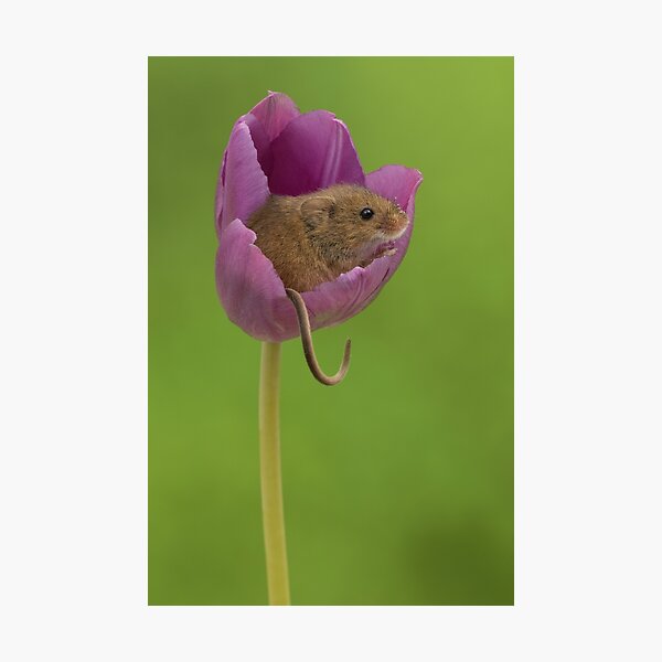 Item preview, Harvest Mouse in a Tulip Flower designed and sold by Miles Herbert.