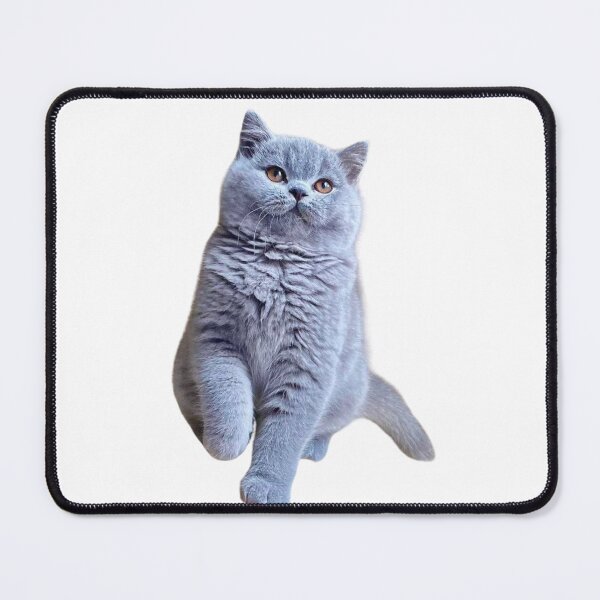 Item preview, My British Shorthair handsome designed and sold by Dranassben17.