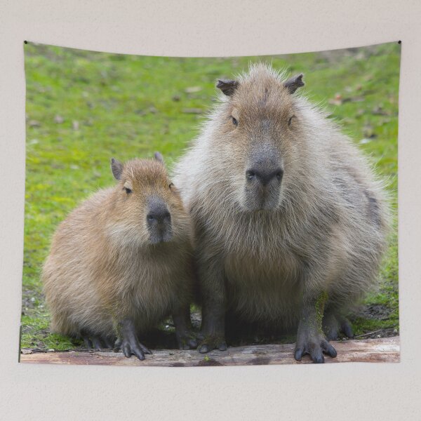 Item preview, Capybara 001 by JAMFoto designed and sold by JAMFoto.