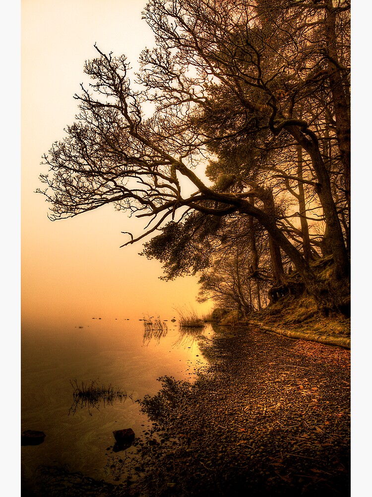 Shoreline by Shuggie