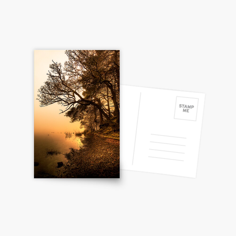 Shoreline Postcard
