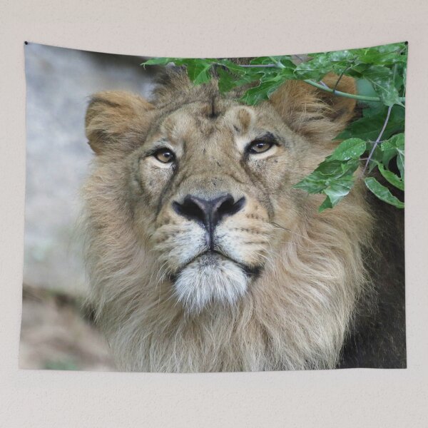 Item preview, Lion 002 by JAMFoto designed and sold by JAMFoto.