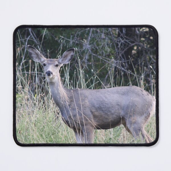 Item preview, Mule Deer Doe designed and sold by Backyardtrail.