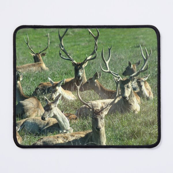 Item preview, Kings and Queens of the Grassland designed and sold by gtallman.