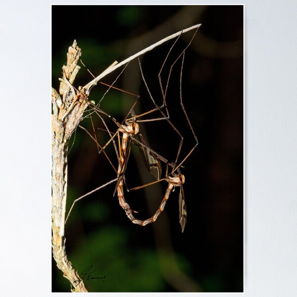Item preview, Giant Eastern Crane Fly designed and sold by DigitallyStill.