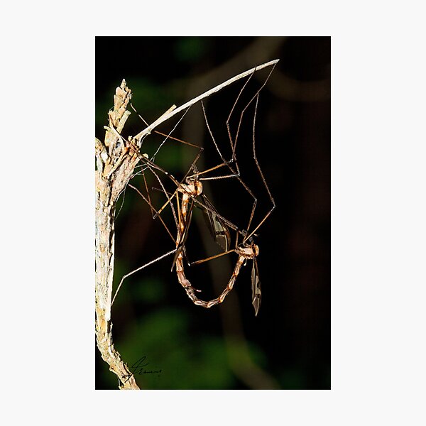 Artikelvorschau, Giant Eastern Crane Fly entworfen und verkauft von DigitallyStill.