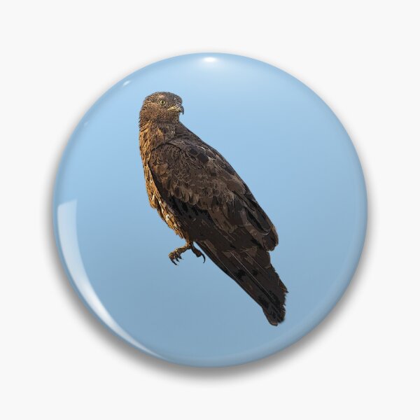 Item preview, European Honey Buzzard Color Design  designed and sold by designsasstultd.