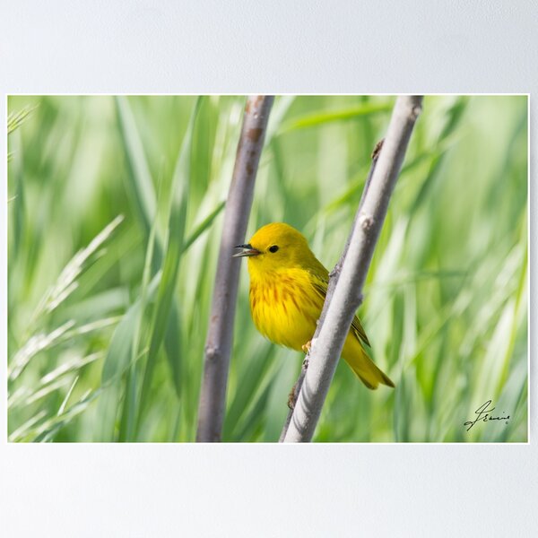 Item preview, A Splendid Summer Breeze designed and sold by DigitallyStill.