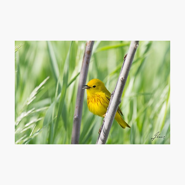Item preview, A Splendid Summer Breeze designed and sold by DigitallyStill.
