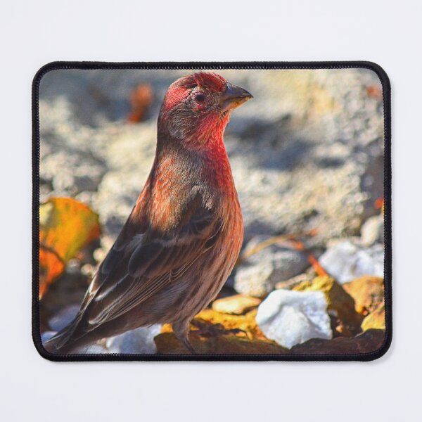 Item preview, House Finch designed and sold by LisaWootenPhoto.