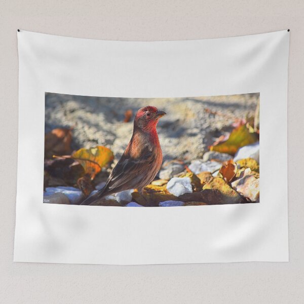 Item preview, House Finch designed and sold by LisaWootenPhoto.