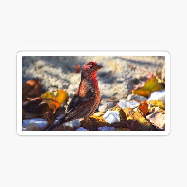 Item preview, House Finch designed and sold by LisaWootenPhoto.