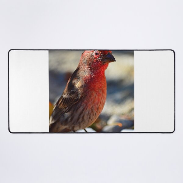 Item preview, House Finch Vertical designed and sold by LisaWootenPhoto.