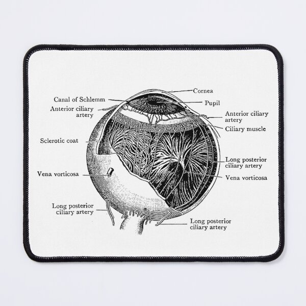 Item preview, Vintage Anatomy The Human Eye Eyeball designed and sold by AddlPoolart.