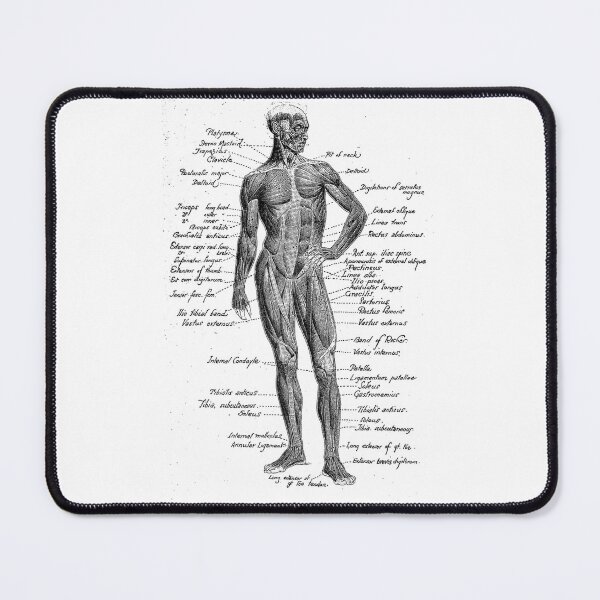 Item preview, Vintage Anatomy The Human  anatomy science designed and sold by AddlPoolart.
