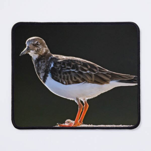 Item preview, Turnstone designed and sold by Tom McPherson Photography.