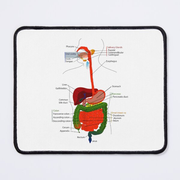 Item preview, Vintage Anatomy The Human anatomy science, vintage anatomie designed and sold by AddlPoolart.
