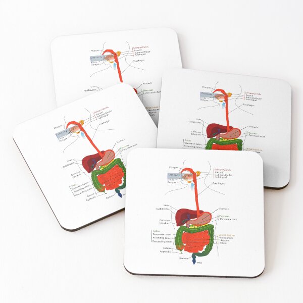 Item preview, Vintage Anatomy The Human anatomy science, vintage anatomie designed and sold by AddlPoolart.