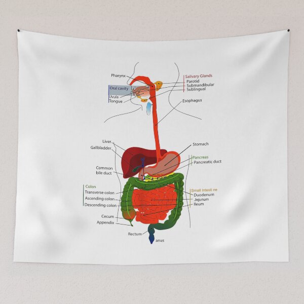 Item preview, Vintage Anatomy The Human anatomy science, vintage anatomie designed and sold by AddlPoolart.