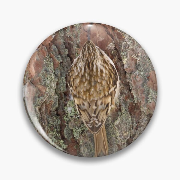 Item preview, Centered. Eurasian treecreeper designed and sold by Jouko Lehto Photography.