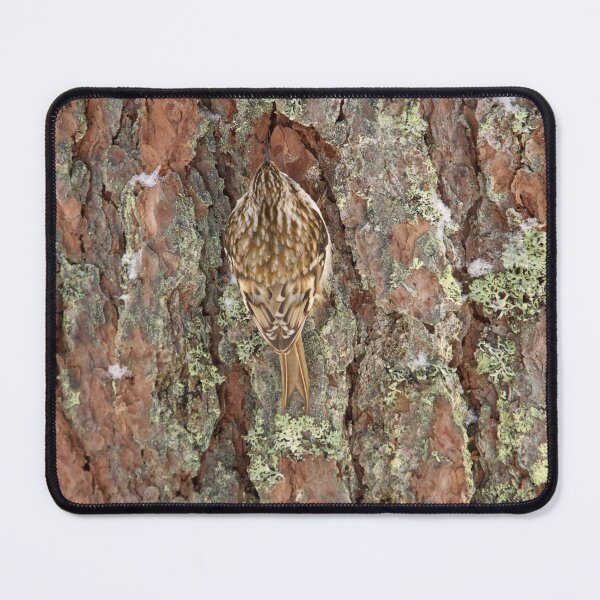 Item preview, Centered. Eurasian treecreeper designed and sold by Jouko Lehto Photography.