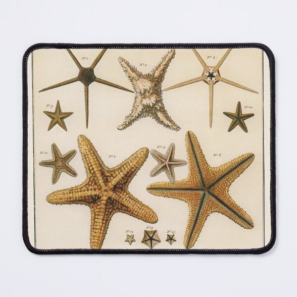 Item preview, Vintage Starfish Sea Stars illustration designed and sold by Glimmersmith.