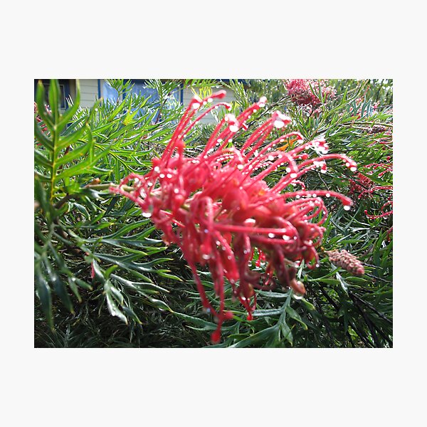 Damp Grevillea Photographic Print