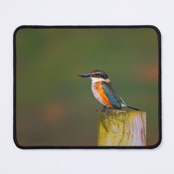 Item preview, Colourful, watchful lone Sacred Kingfisher designed and sold by DVart-nz.